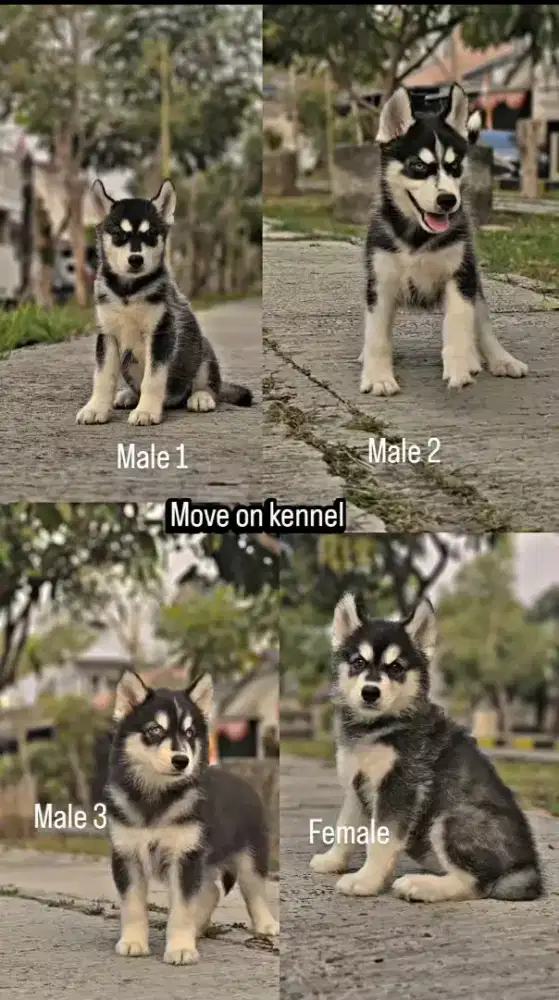 Siberian Husky puppies mantap