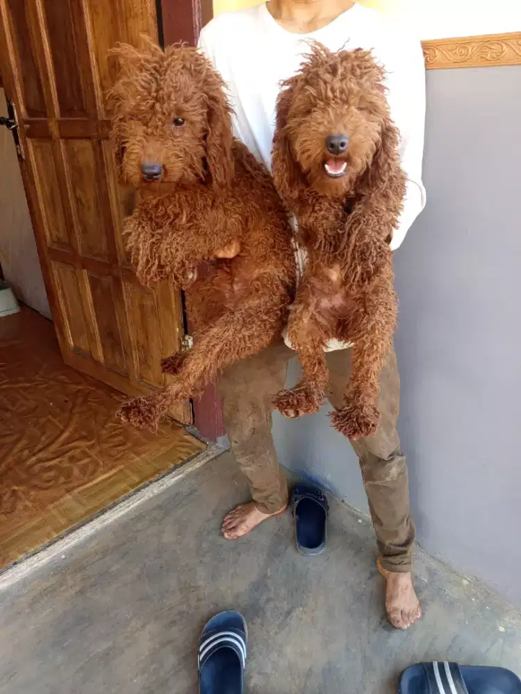 Sepasang poodle umur 8 BLN