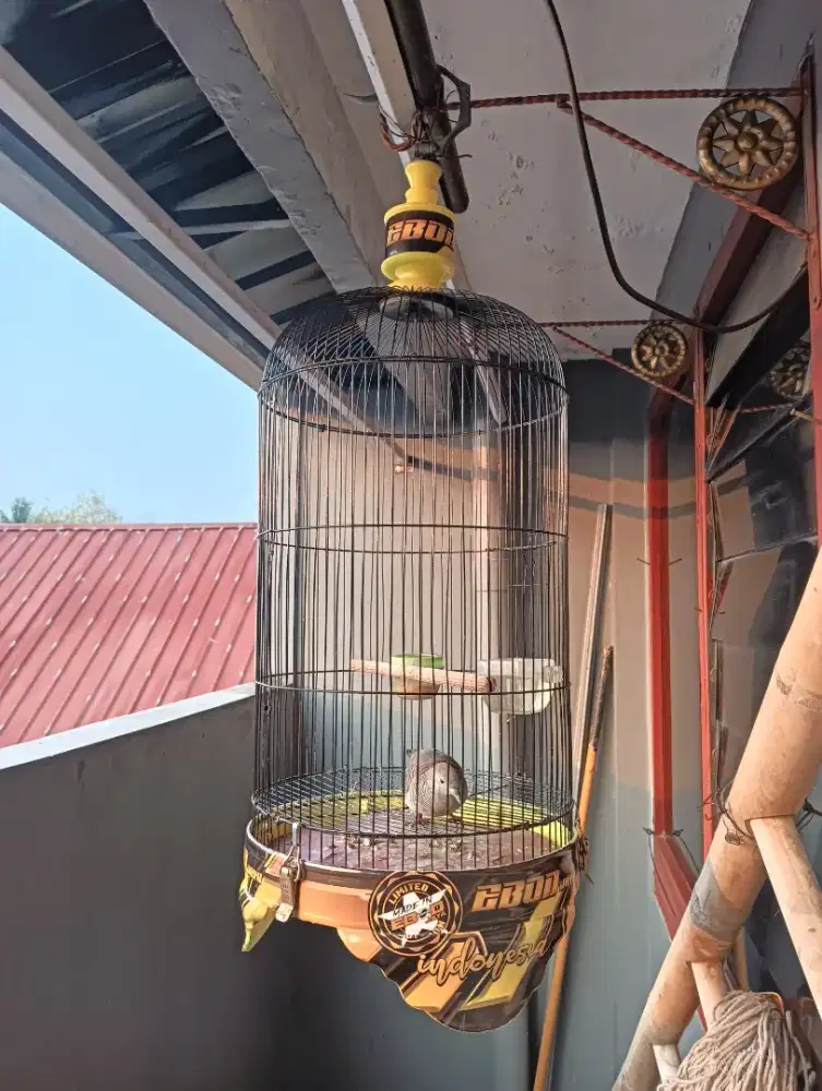 Perkutut Bangkok