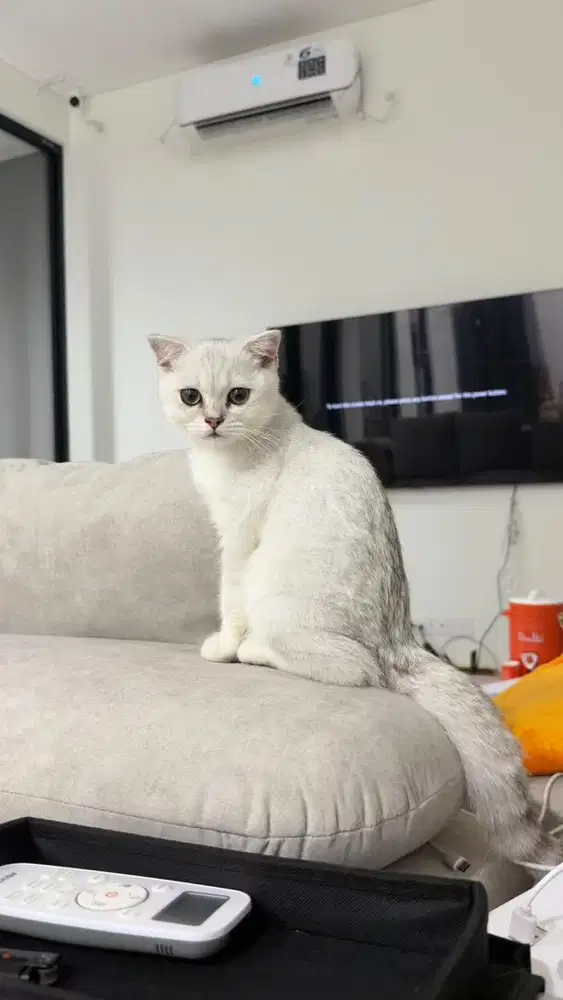 Kucing bsh british silver