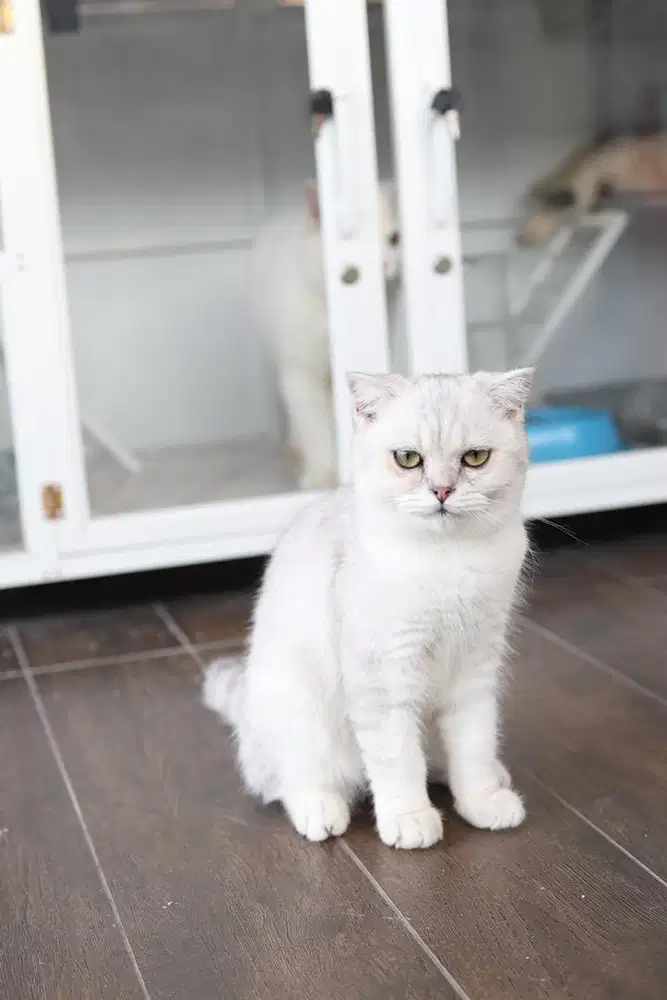 Kucing bsh british silver