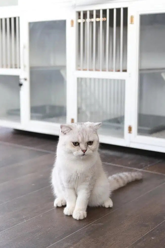 Kucing bsh british silver