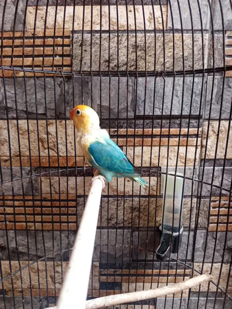 Lovebird biola PB dewasa