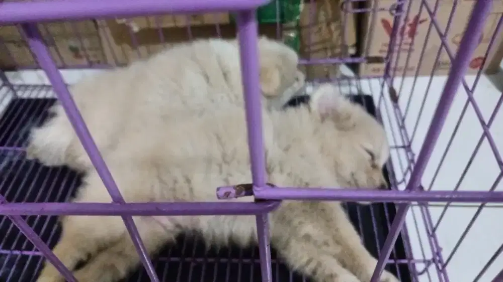 Anak Anjing Jenis Pom