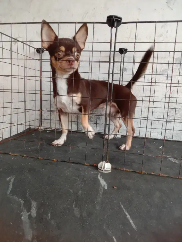 Jual cpt Chihuahua jtn normal 15 bln