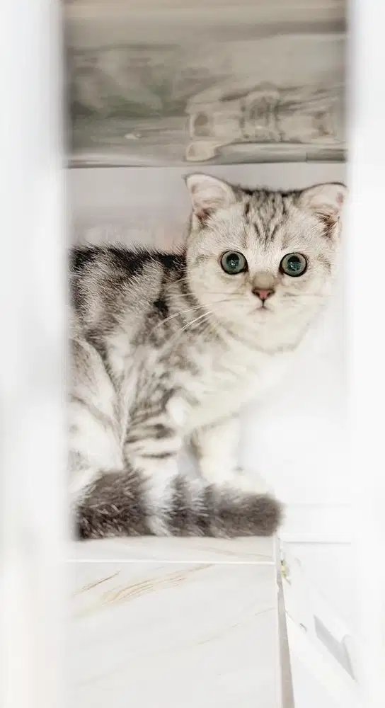 Kucing british bsh silvertabby
