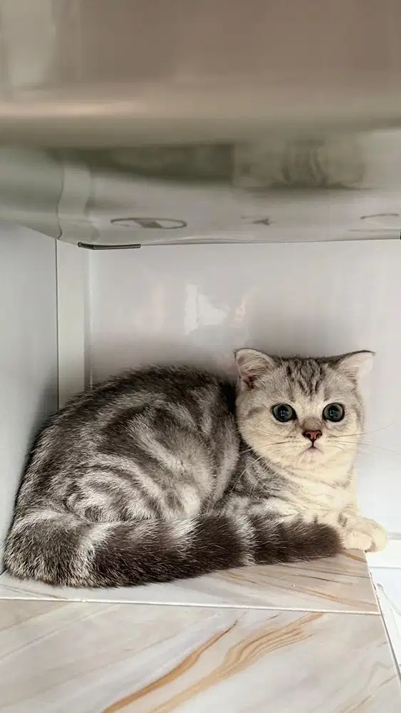 Kucing british bsh silvertabby