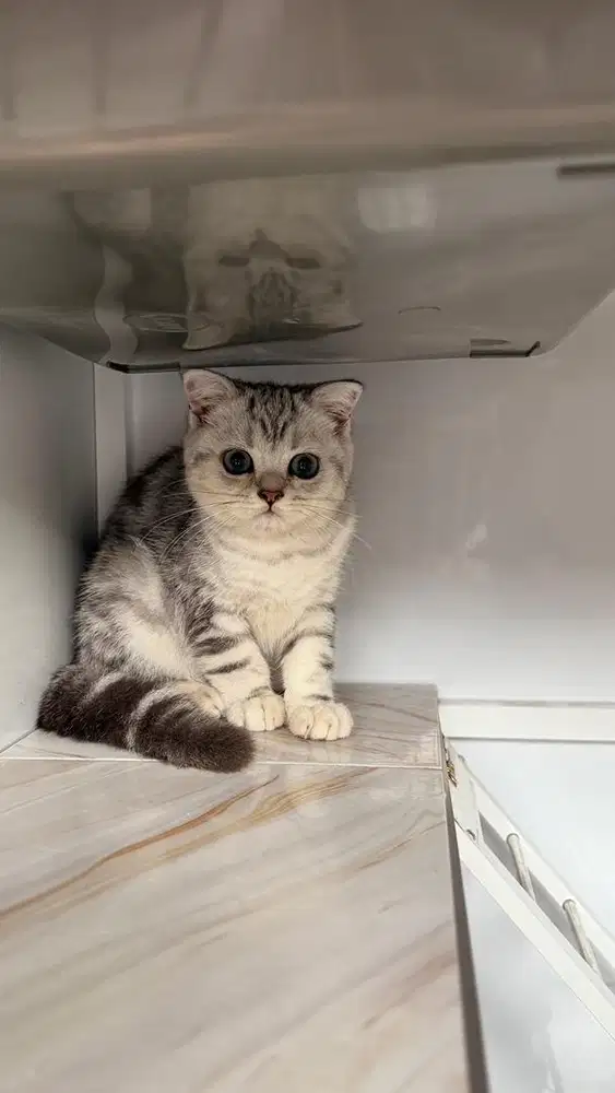 Kucing british bsh silvertabby