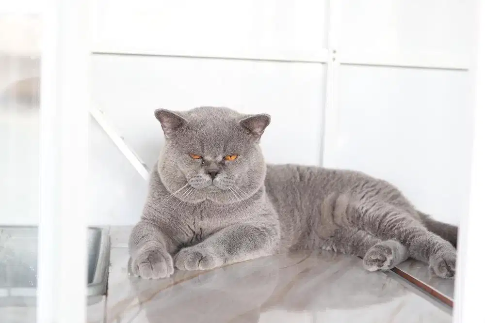 Pemacakan kucing bsh british
