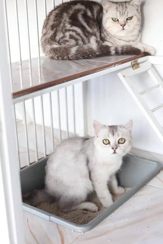 Kucing british bsh silver shaded