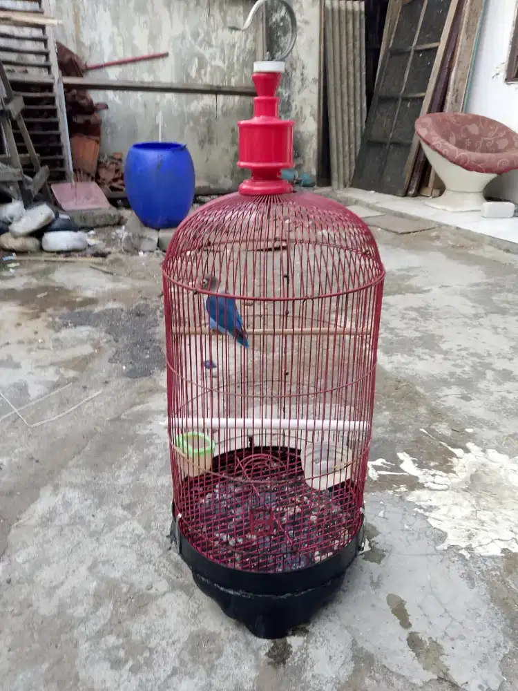 Burung love bird fulset