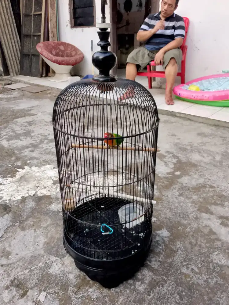 Burung love bird fullset