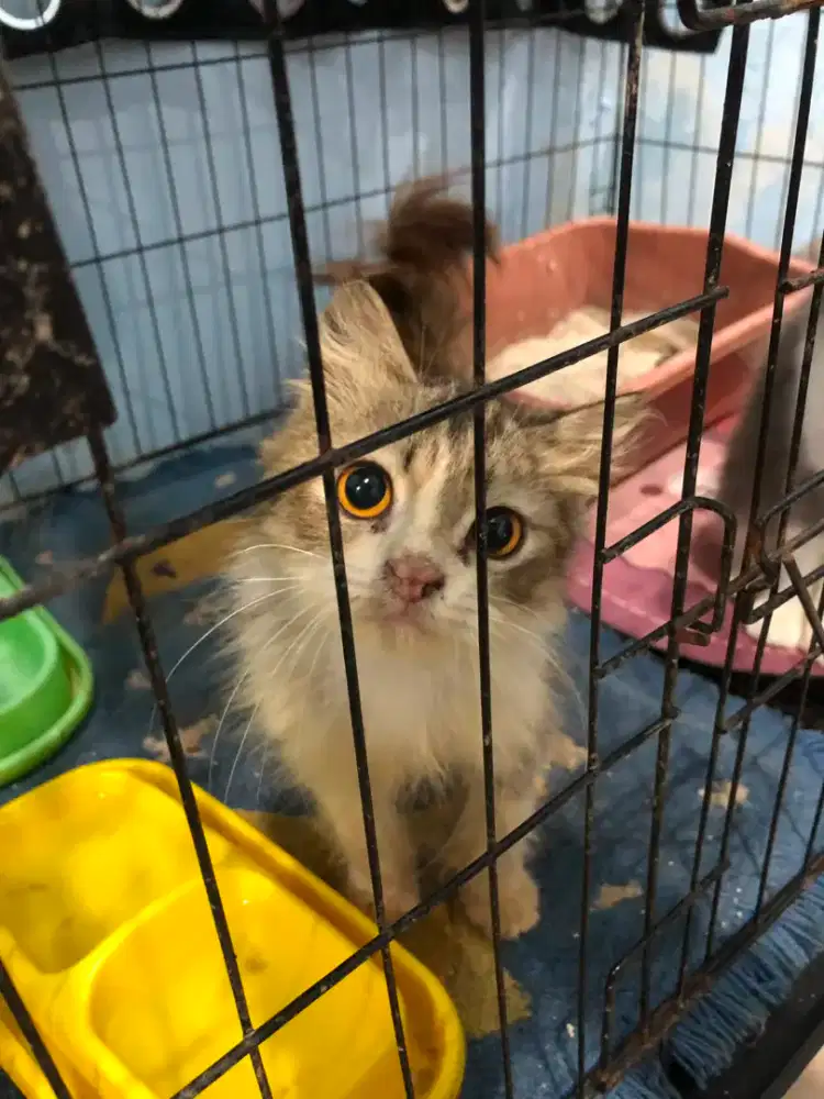 Persian longhair kitten 5 bulan, Betina