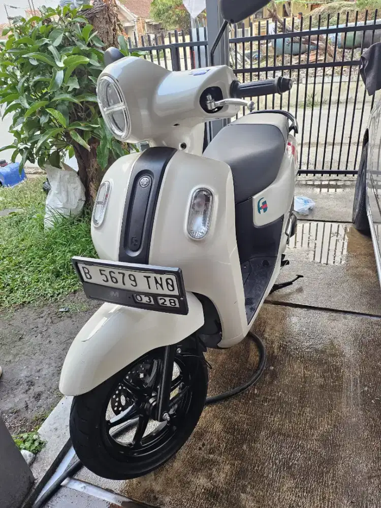 fazzio 2023 muluss