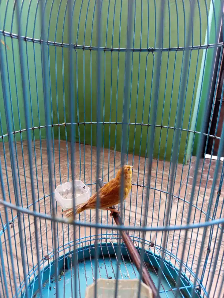 Burung kenari Isabel jantan burja