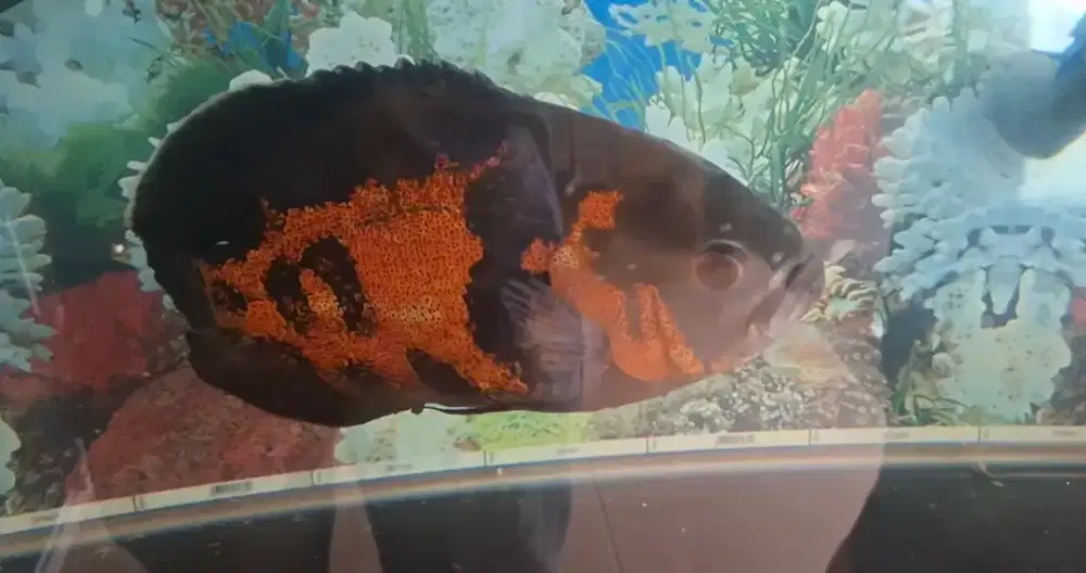 Dijual Ikan Oscar Sesuai foto sepasang
