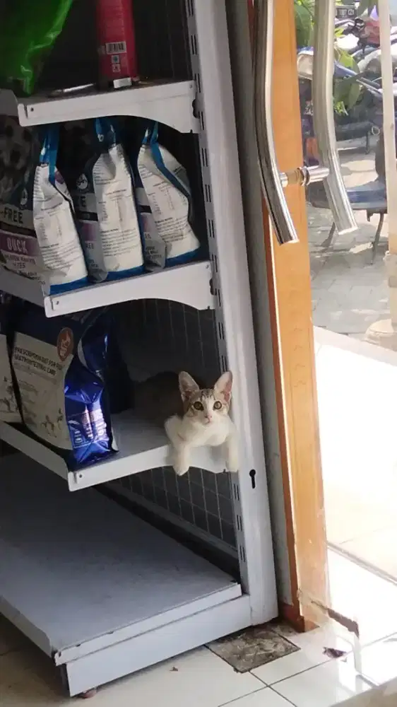 Cat Sitter Karawaci