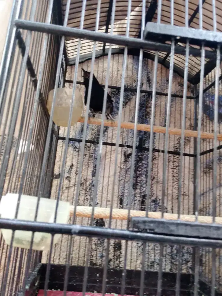 Di jual  burung Kacer dada hitam tt