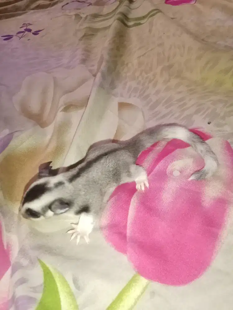 sugar glider mozaik ringtail