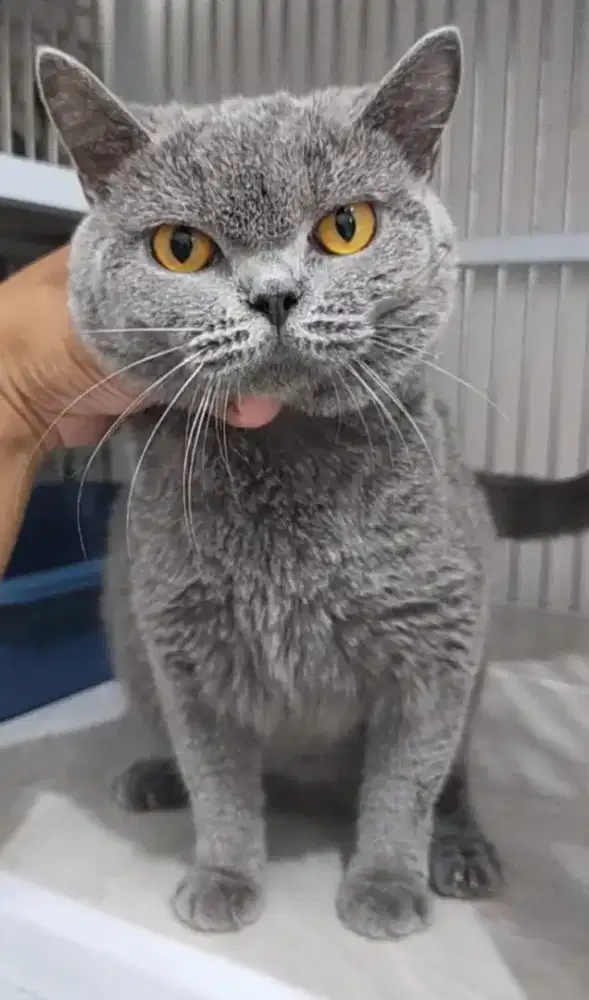 Kucing bsh British shorthair indukan betina blue solid