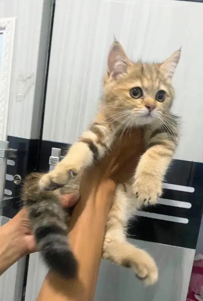 Kucing British shorthair Goldenn Male Pure