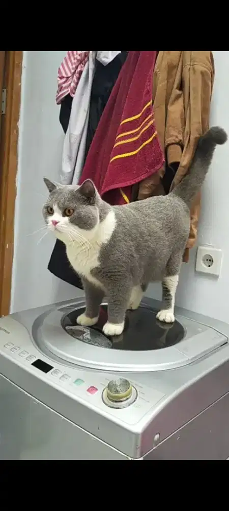 Kucing bsh British shorthair jantan dewasa