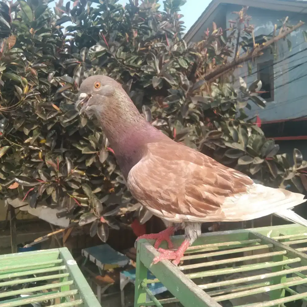 Merpati borongan jos