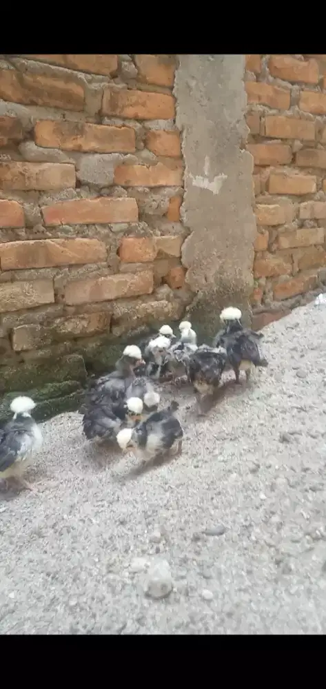 Ayam Poland white crested