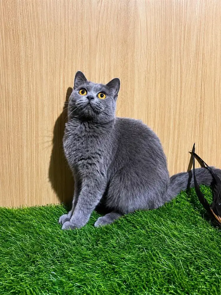British Shorthair Betina