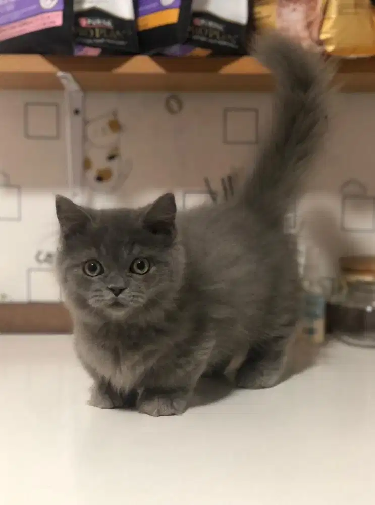 Kucing munchkin