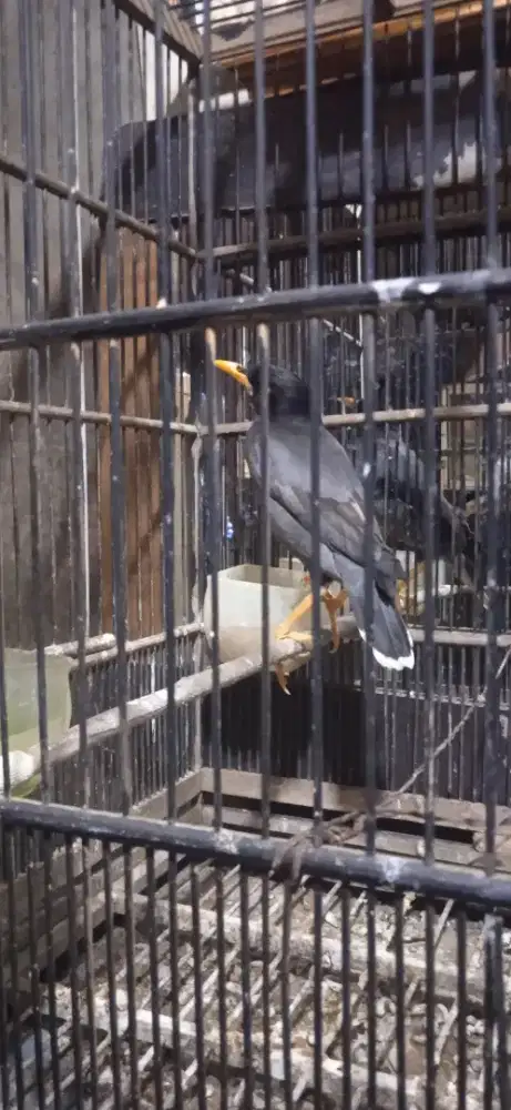 Jabo mata kuning kuku kuning