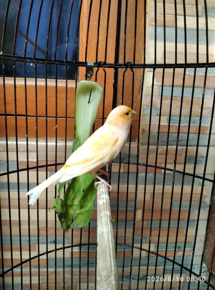 Burung kenar lokali jantan dewasa