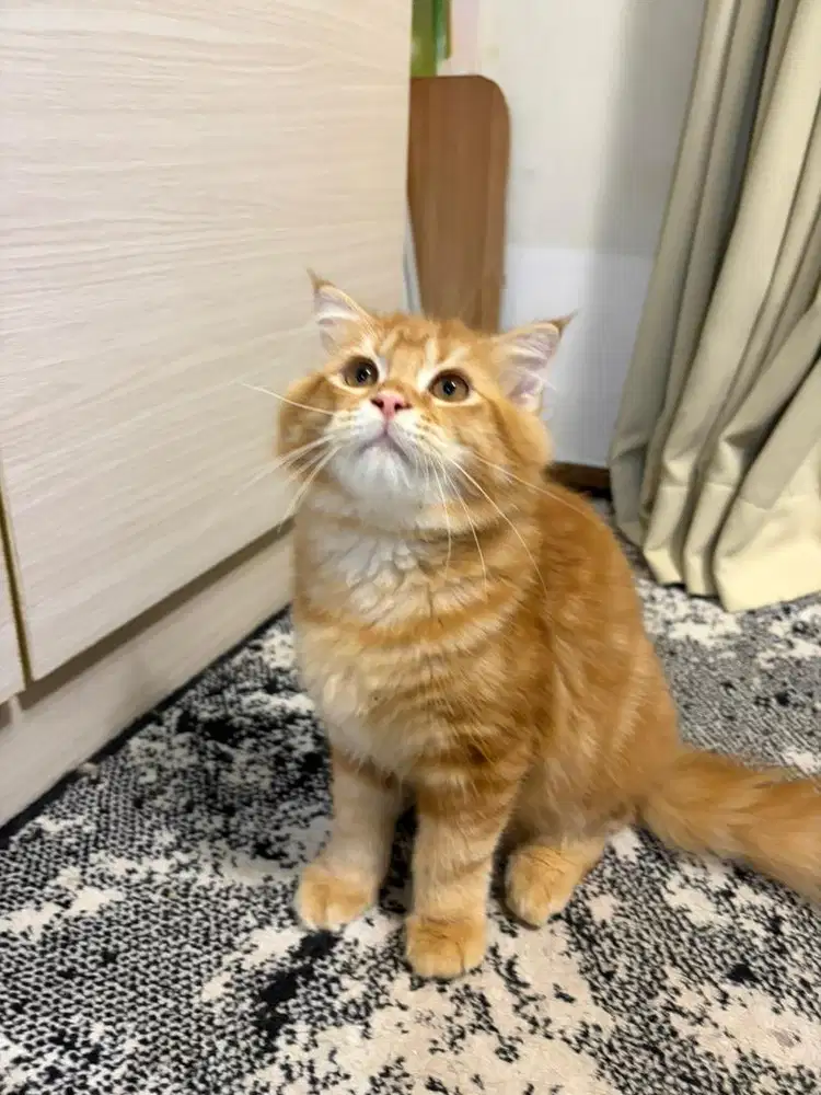 Open Adopt Kitten