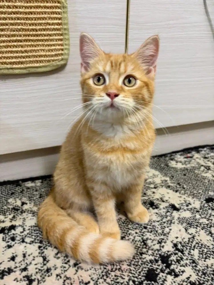 Open adopt kitten