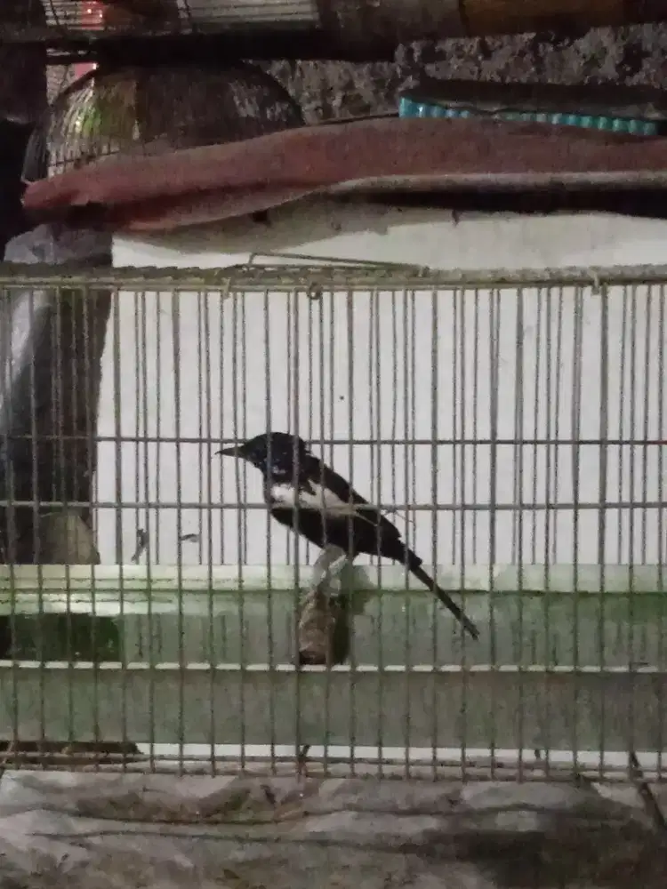 Kacer Mapan Siab Gantank