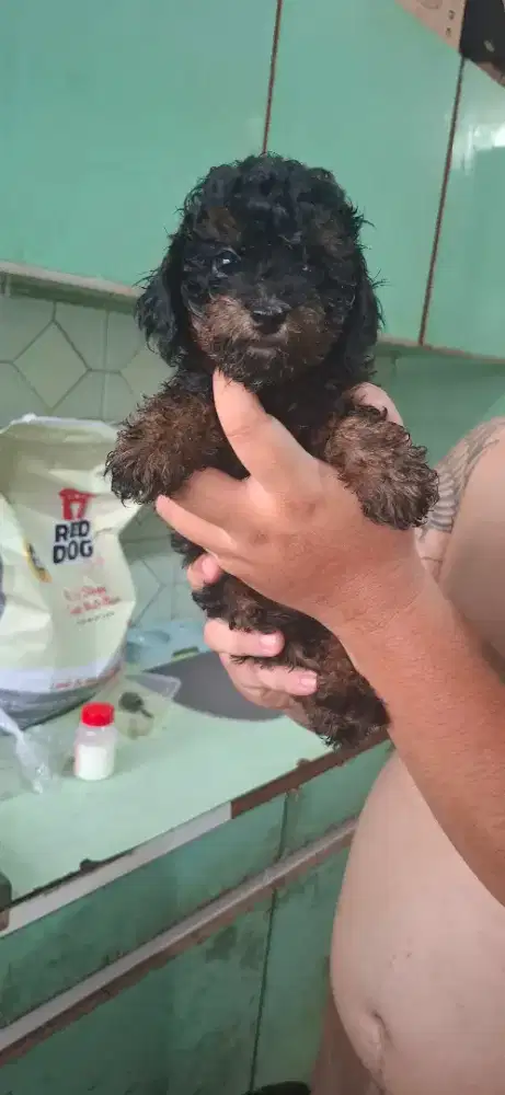 POODLE PHANTOM BETINA MURAH -NEGO