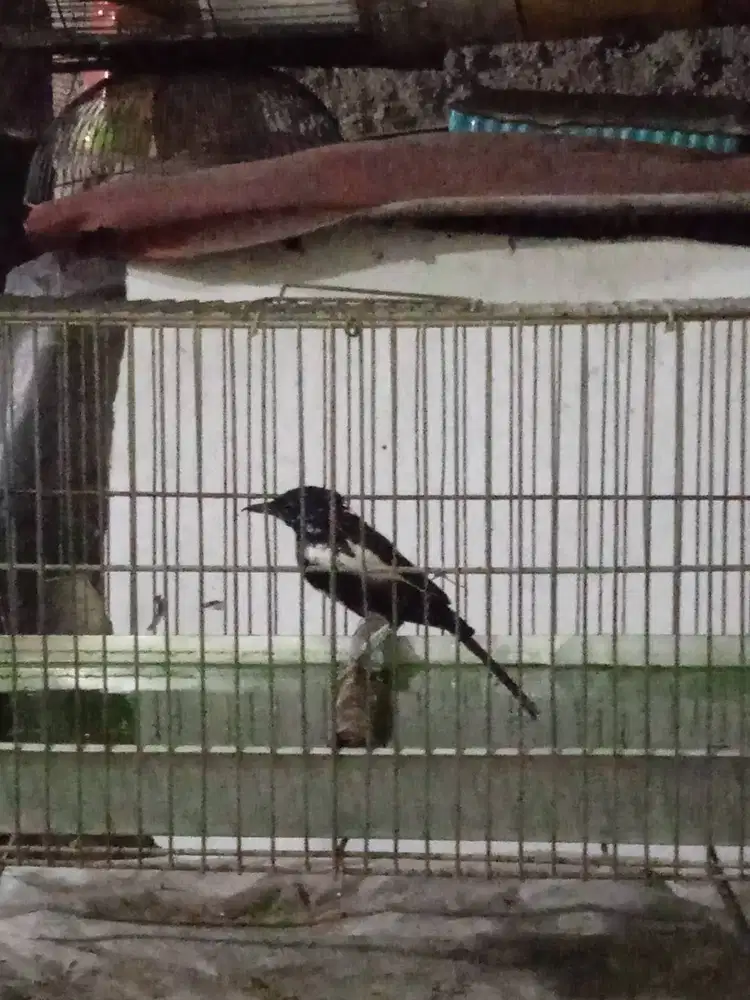 Kacer Mapan Siab Gantank