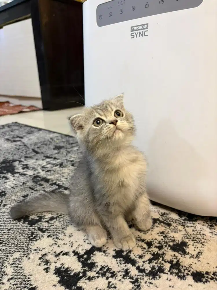 Open adopt kitten