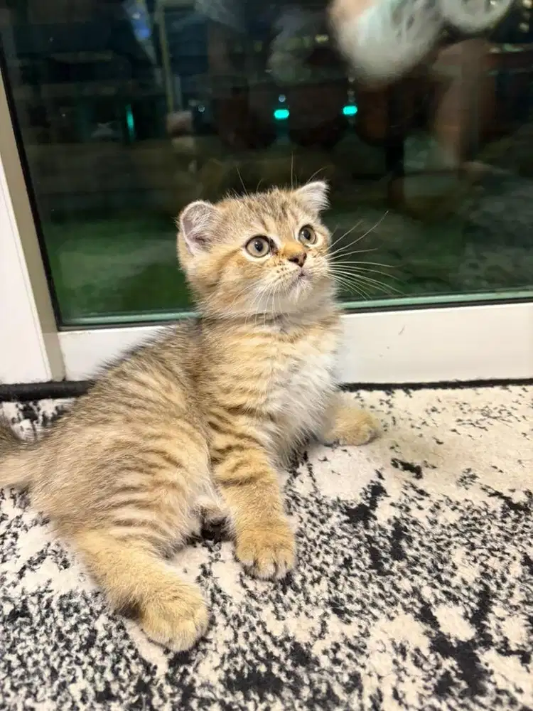 open adopt kitten