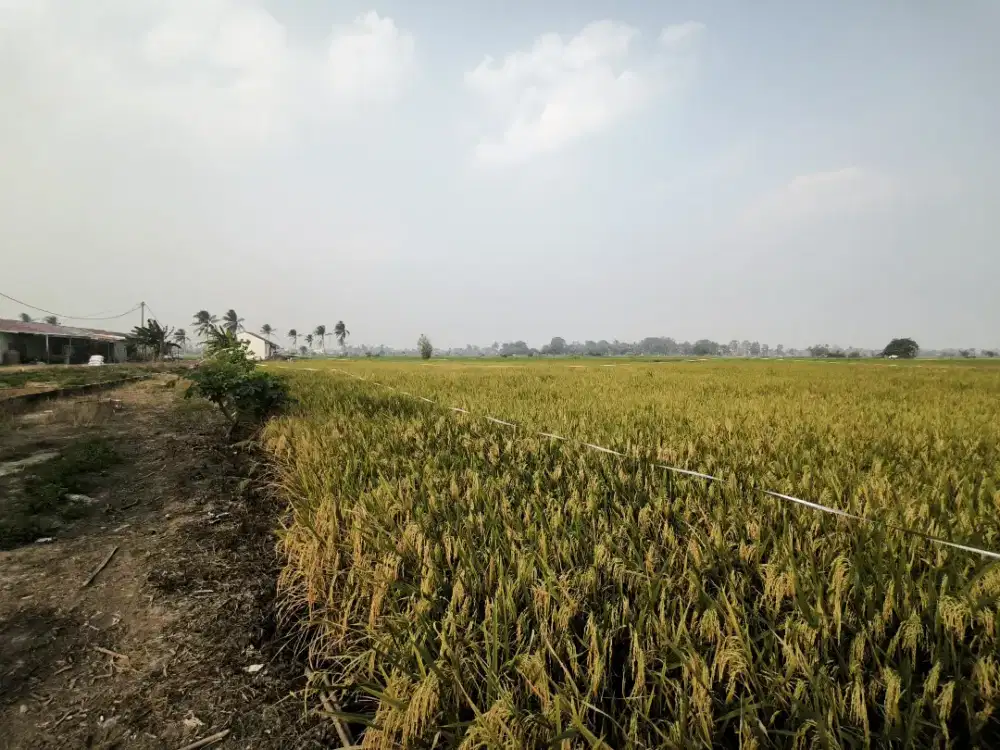Jual Cepat Tanah Sawah