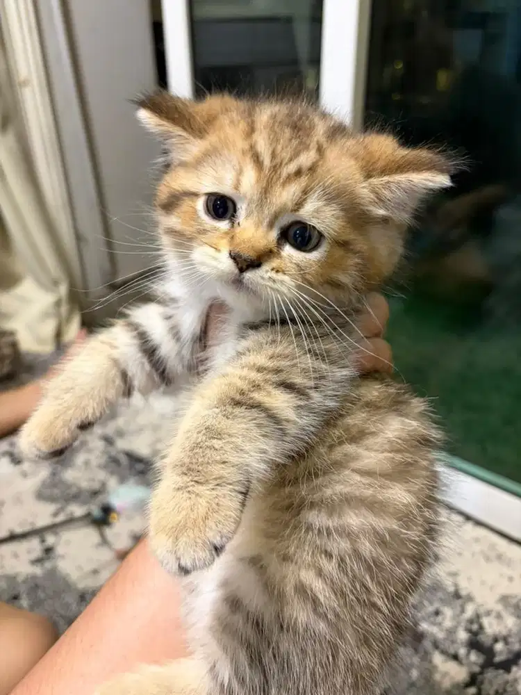 Open adopt kitten