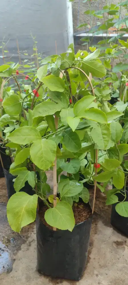 Pohon buah manggis madu