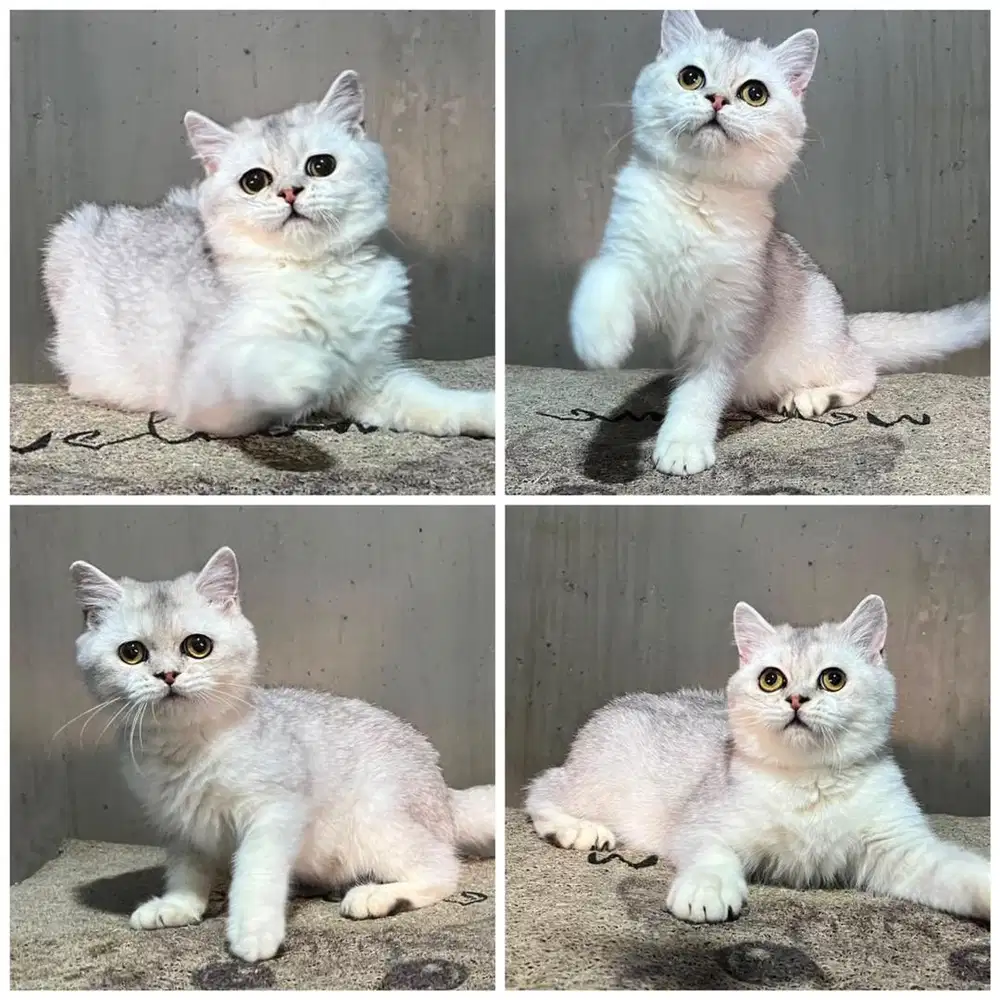 Kucing bsh silver line import jantan
