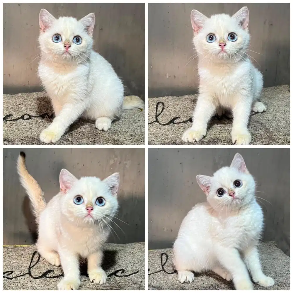 Kucing bsh golden point betina