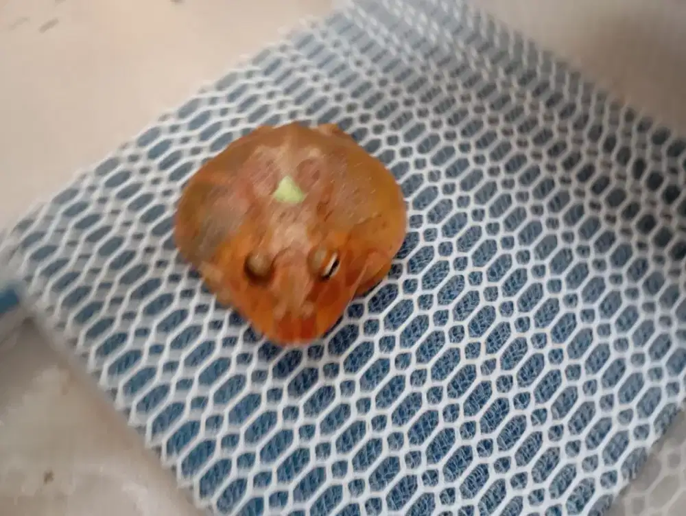 Pacman frog mutant