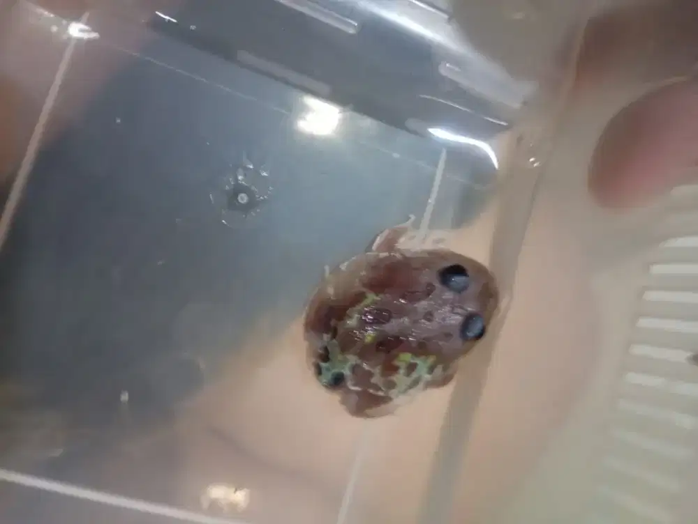 Pacman frog mutant