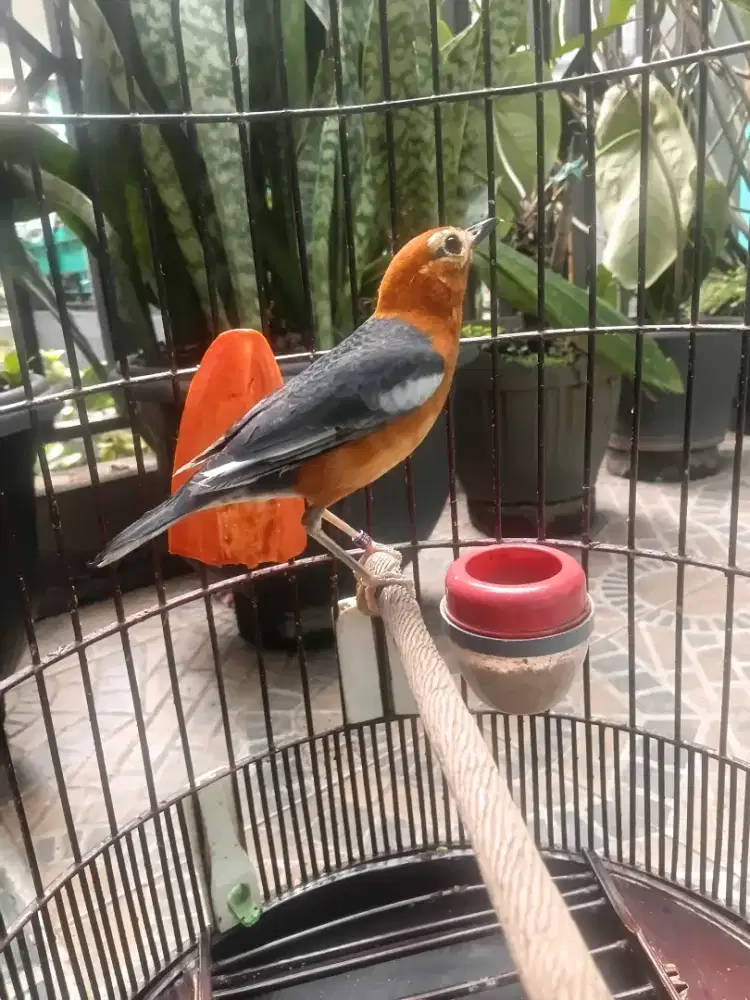 Anis Merah Gacor Ring Olana