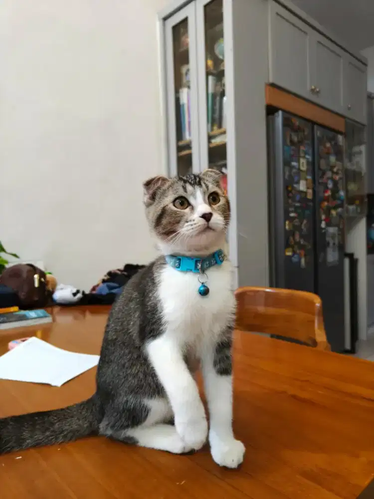 Kucing mix scotish jantan usia 4 bulan
