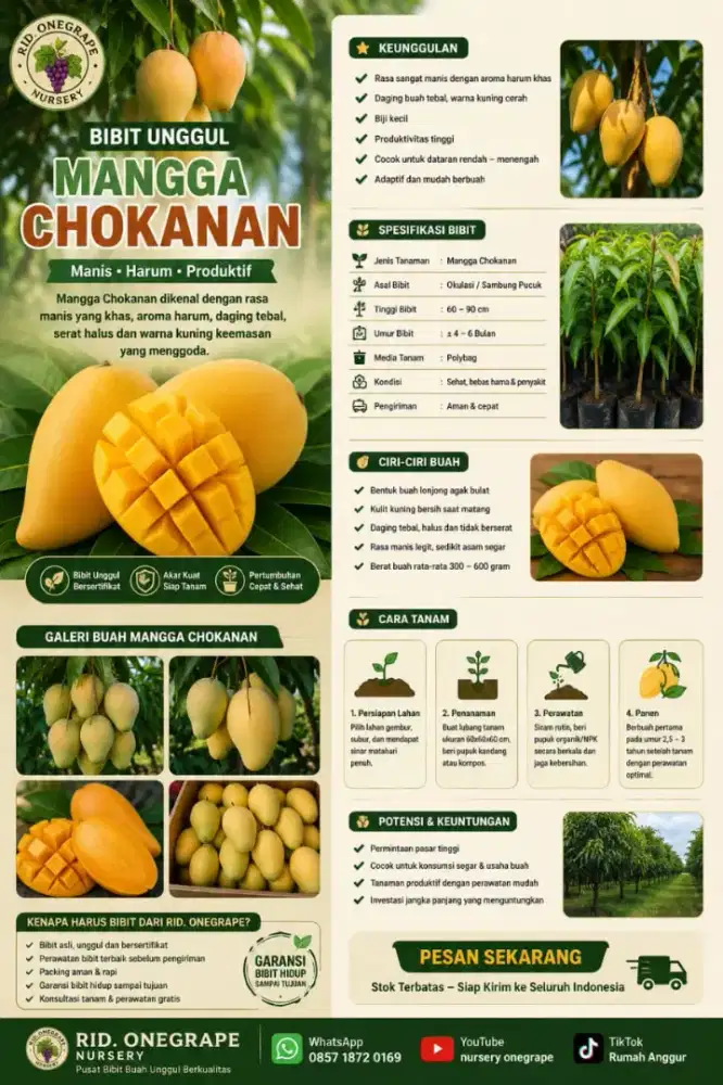 Pohon mangga chongkanan berbunga