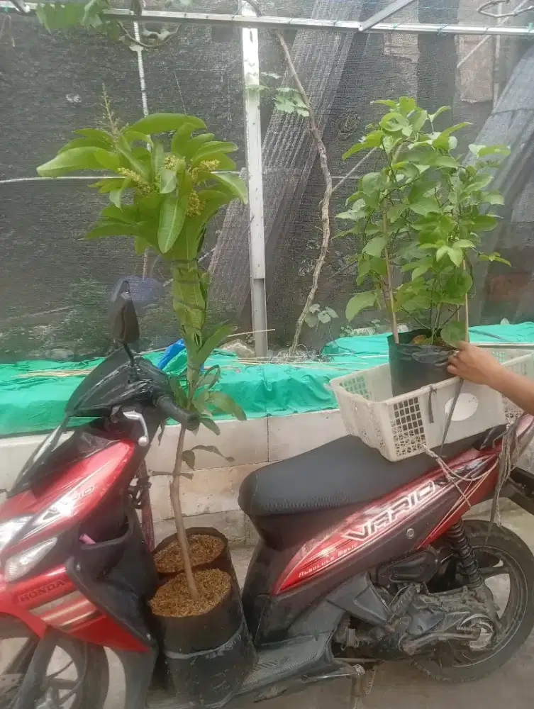 Pohon mangga dan markisa madu